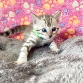 ベンガル