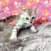 ベンガル