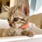 ベンガル