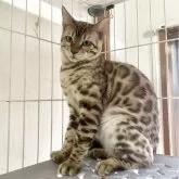 ベンガル