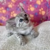 ベンガル