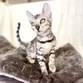 ベンガル