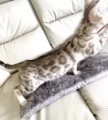 ベンガル【静岡県・男の子・2025年8月24日・シールミンクスポテットタビー(ロゼット)】の写真6