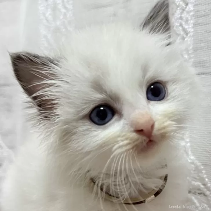 ラグドール【茨城県・男の子・2024年10月19日・ブルーポイントバイカラー】の写真1