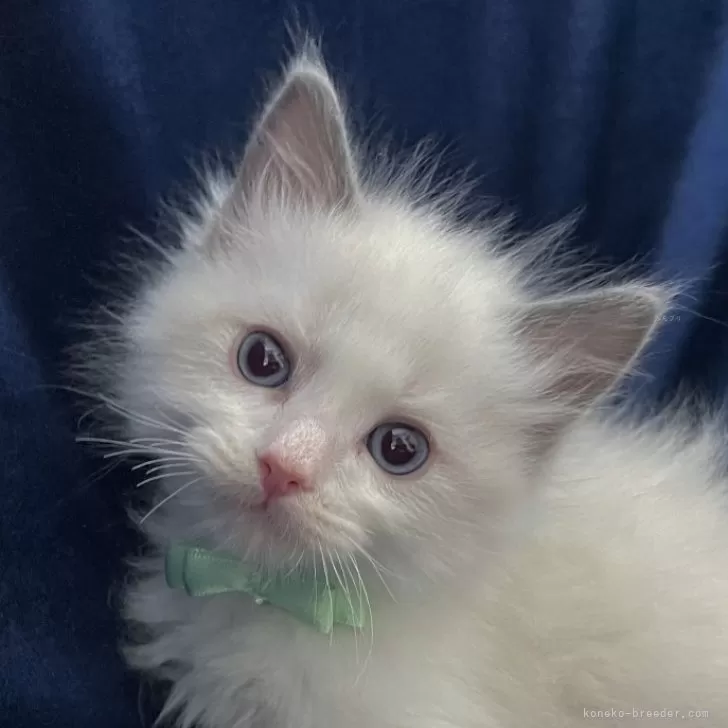 ID：2403-00333の子猫