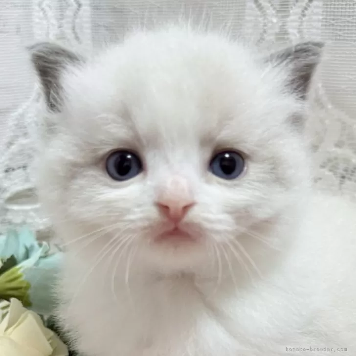 ID:2412-00225の子猫