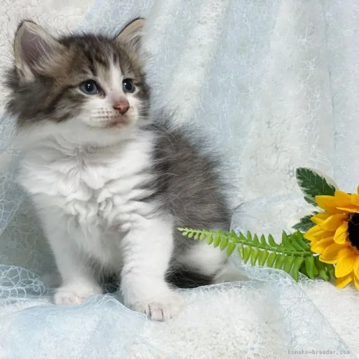 ID：2207-00823の子猫