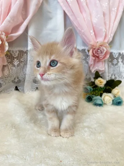 ID：2108-02331の子猫