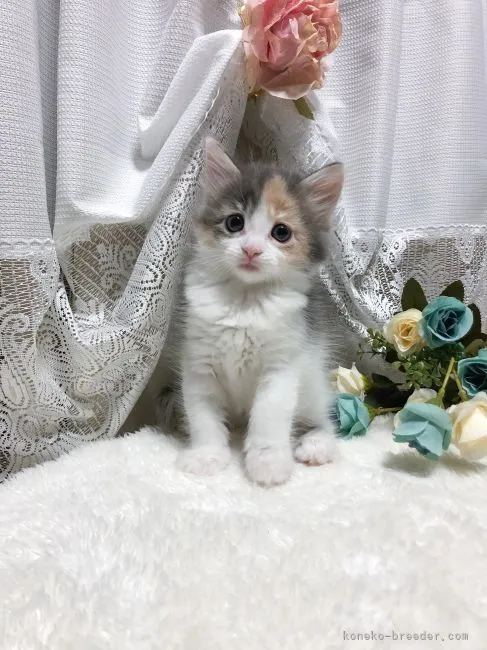 もち 様のお迎えした子猫