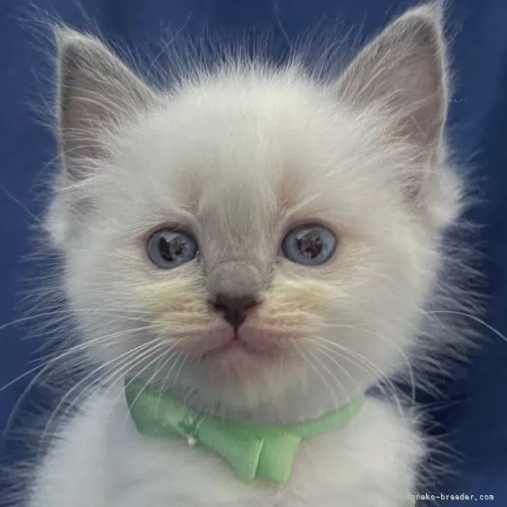 ID：2403-02331の子猫