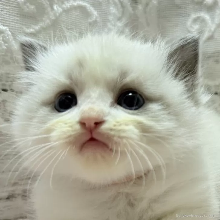 ID：2411-02631の子猫