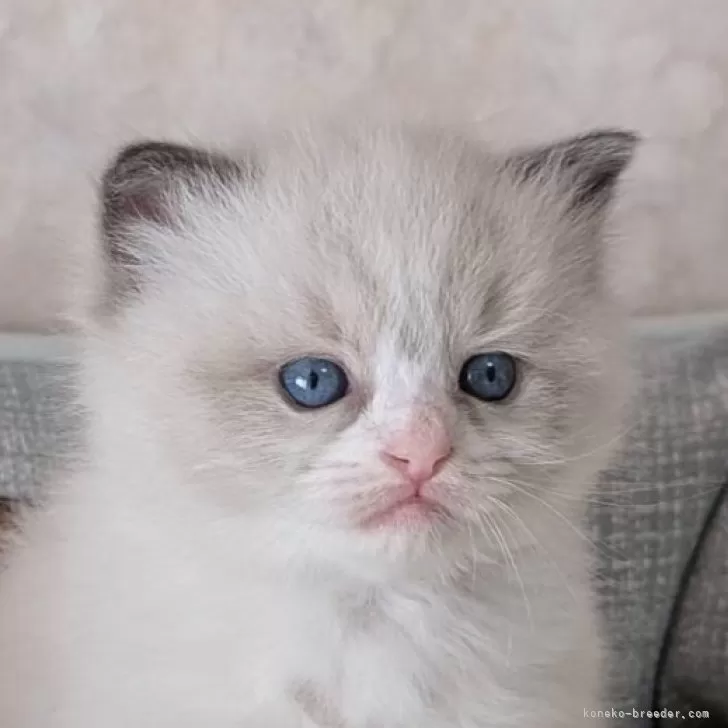 ID：2412-00227の子猫