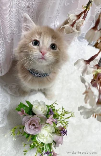 ID:2203-00909の子猫
