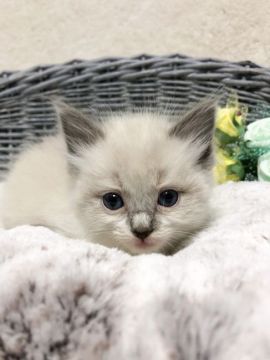 ラグドール【茨城県・女の子・2021年3月21日・ブルーポイント】の写真「胸きゅん！甘え上手な女の子(*ฅ́˘ฅ̀*)」