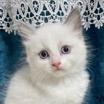 ラグドール【茨城県・女の子・2023年4月26日・ブルーポイントバイカラー】の写真「毎日可愛いに倒されてしまいます😵‍💫」