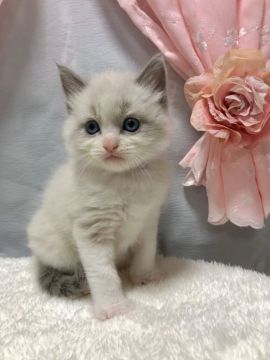 ラグドール【茨城県・男の子・2021年5月8日・ブルーポイントバイカラー】の写真「【見有】ただ一言、可愛い。それに尽きます✩.*˚」