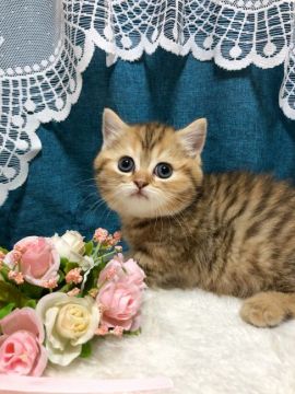 ミヌエット【茨城県・女の子・2021年4月11日・ブラウンタビー】の写真「【6/2見学有】みんなをデレデレさせるのが得意！」