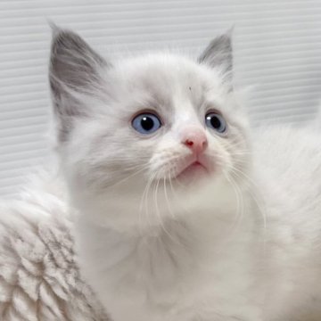 ラグドール【茨城県・男の子・2023年10月31日・ブルーポイントバイカラー】の写真「可愛くってニッコリが止まりません😊」