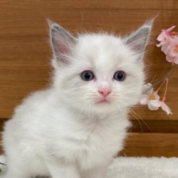 ラグドール【茨城県・男の子・2023年2月21日・ブルーポイントバイカラー】の写真「特技は皆を笑顔にさせる事です🌟」
