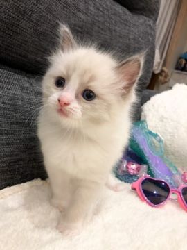 ラグドール【茨城県・女の子・2021年2月8日・ブルーポイントバイカラー】の写真「【3/20見学有】天使♥キラキラお目目の女の子！」