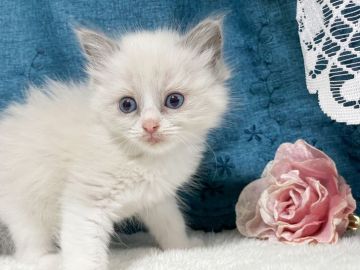 ラグドール【茨城県・女の子・2022年4月25日・ブルーポイントバイカラー】の写真「口に入れたくなる可愛さ(*≧艸≦)」