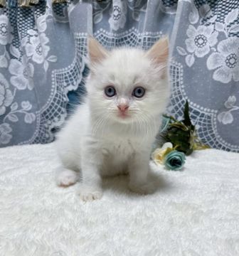 ラグドール【茨城県・男の子・2021年5月29日・レッドポイント】の写真「キラキラ天使はもちもちな男の子♥」