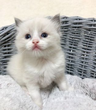ラグドール【茨城県・男の子・2021年3月21日・ブルーポイントバイカラー】の写真「【5/10見学有】甘えたで寂しん坊の男の子♥」