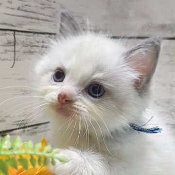 ラグドール【茨城県・女の子・2024年6月23日・ブルーポイントバイカラー】の写真「ラブユーが止まらない🫶」