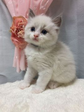 ラグドール【茨城県・男の子・2021年5月8日・ブルーポイントバイカラー】の写真「【6/29見学有】うるキラお目目に吸い込まれそう！」