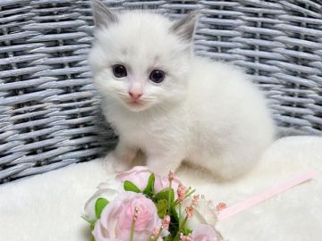 ラグドール【茨城県・男の子・2022年4月7日・ブルーポイントバイカラー】の写真「ドライアイにご注意(❀_❀)」