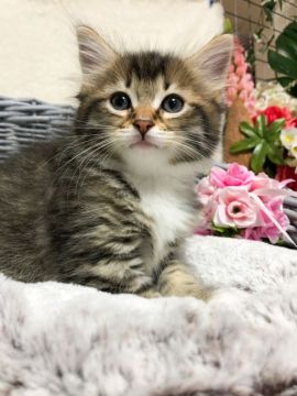 メインクーン【茨城県・男の子・2021年3月30日・ブラウンタビー&ホワイト】の写真「【5/26見学有】お膝大好き！甘えん坊な男の子♥」