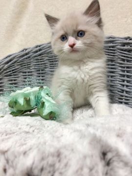 ラグドール【茨城県・男の子・2021年3月29日・ブルーポイントバイカラー】の写真「【5/29見学有】可愛すぎて撮影が止まらない！」