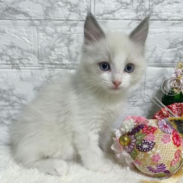 ラグドール【茨城県・男の子・2022年11月10日・ブルーポイントバイカラー】の写真「未来のアイドル、推すしかありません❤︎」