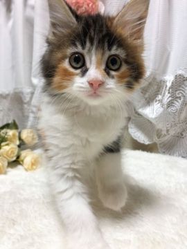 メインクーン【茨城県・女の子・2021年5月13日・キャリコ】の写真「【8/3見学有】元気いっぱいお目目くりくりちゃん」