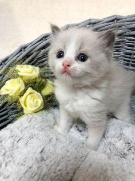 ラグドール【茨城県・男の子・2021年3月21日・ブルーポイントバイカラー】の写真「【5/5見有】お目目くりくり！癒しのタレ目くん♥」