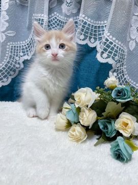 メインクーン【茨城県・男の子・2021年5月26日・クリームタビー&ホワイト】の写真「優し僕ちゃんは今日も元気いっぱい！」