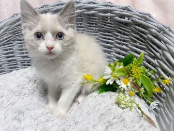 ラグドール【茨城県・女の子・2022年2月3日・ブルーポイントバイカラー】の写真「遊んでる姿にキュンです♡」