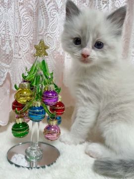 ラグドール【茨城県・男の子・2021年10月18日・ブルーポイントバイカラー】の写真「クリスマスに現れた天使…？？」