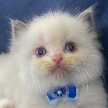 ラグドール【茨城県・男の子・2024年5月16日・ブルーポイントバイカラー】の写真「怒っちゃうよ😠可愛すぎ！」