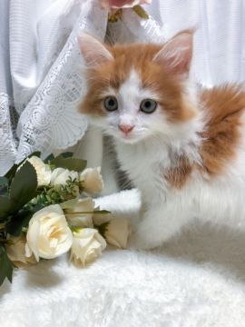 メインクーン【茨城県・女の子・2021年5月13日・レッドタビー&ホワイト】の写真「【8/16見学有】ふわふわ天使が降臨しました」