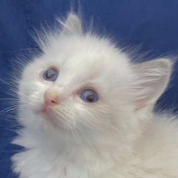 ラグドール【茨城県・女の子・2024年6月4日・ブルーポイントバイカラー】の写真「美白界のカリスマ🥰」