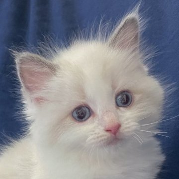 ラグドール【茨城県・女の子・2024年6月4日・ブルーポイントバイカラー】の写真「天性のモデル気質😊」