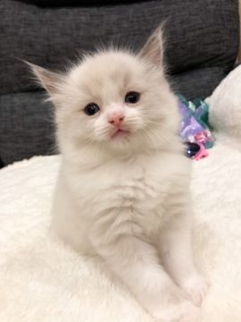 ラグドール【茨城県・男の子・2021年2月8日・ブルーポイントバイカラー】の写真「悩殺注意！甘え上手な男の子♥」