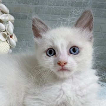 ラグドール【茨城県・男の子・2023年4月26日・ブルーポイントバイカラー】の写真「持ち前の明るさで家族を笑顔にさせます😊」