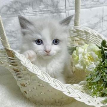 ラグドール【茨城県・男の子・2022年11月30日・ブルーポイントバイカラー】の写真「まんまる王子はシャイボーイ🥺」