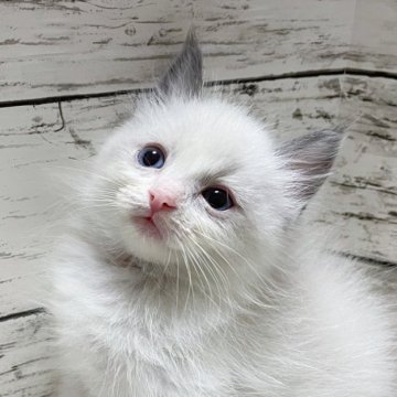 ラグドール【茨城県・女の子・2024年7月12日・ブルーポイントバイカラー】の写真「ふわふわに顔を埋めたい☺️」