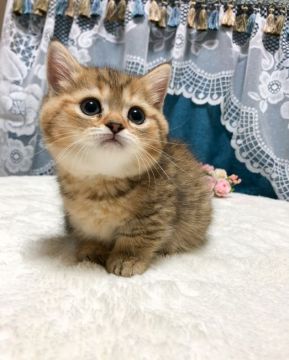 ミヌエット【茨城県・女の子・2021年4月11日・ブラウンタビー】の写真「【6/2見学有】場を明るくするムードメーカー♪」