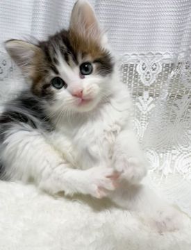 メインクーン【茨城県・男の子・2022年1月1日・ブラウンタビー&ホワイト】の写真「【2/26見学有】これが可愛いの具現化です」