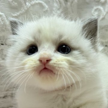 ラグドール【茨城県・男の子・2024年10月23日・ブルーポイントバイカラー】の写真「にゃんとも言えない可愛さ🥺🫶🏻」