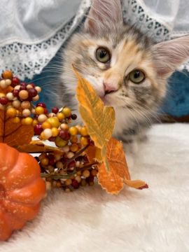 メインクーン【茨城県・女の子・2021年7月14日・ブラウンパッチドタビー&ホワイト】の写真「子猫ですか？いいえ、天使です.°ʚ(*´꒳`*)ɞ」